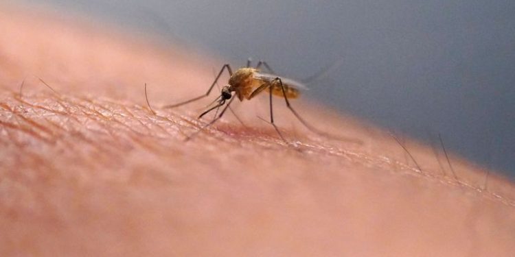 Dengue fever cases rising as climate change draws tiger mosquitoes to Europe