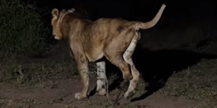 Three-legged lion makes ‘longest swim ever’ in crocodile-infested waters – and he had added motivation