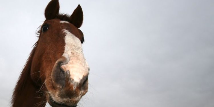 Horses are smarter than previously thought, researchers say